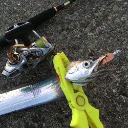 タチウオは朝がいい